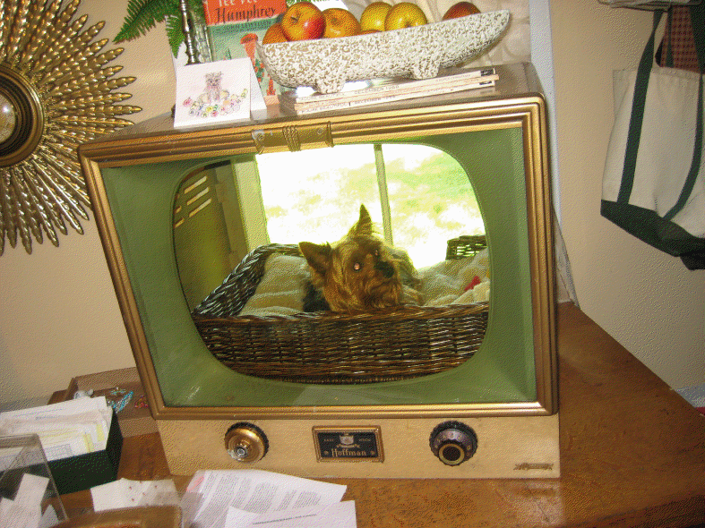 puppy tv weekend diy project how to make side tables into beds homejelly puppy tv weekend diy project how to make side tables into beds homejelly