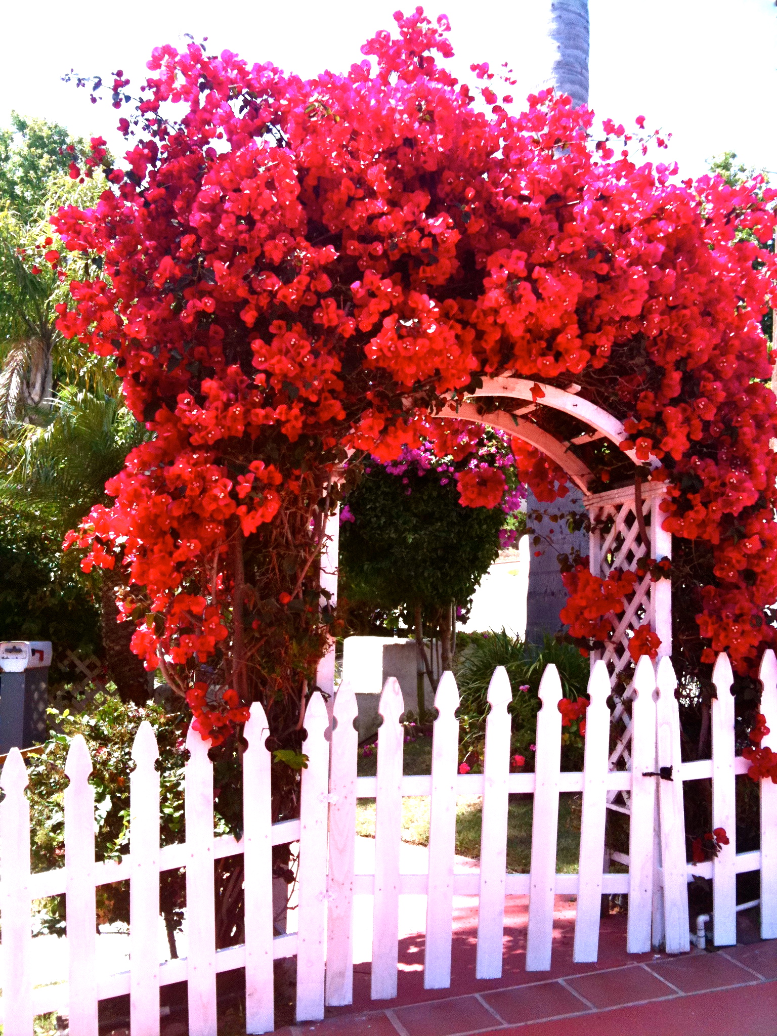 DIY Curb Appeal: Create A Welcoming Botanical Archway | HomeJelly
