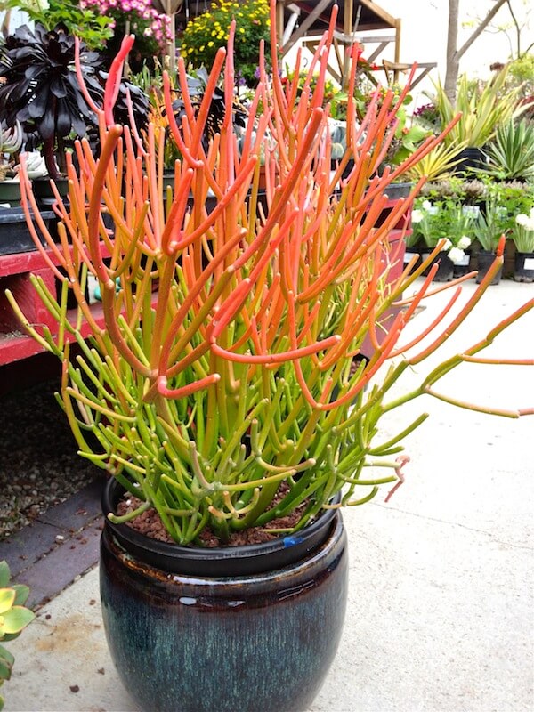 WaterWise Plants To Grow Outdoor Wow HomeJelly