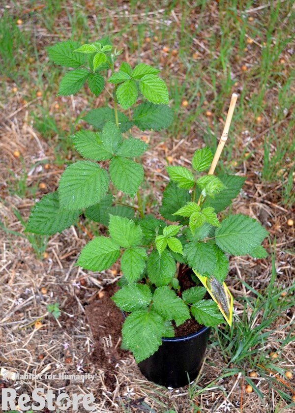 From Nightstand to FourPoster Raised Garden Bed HomeJelly