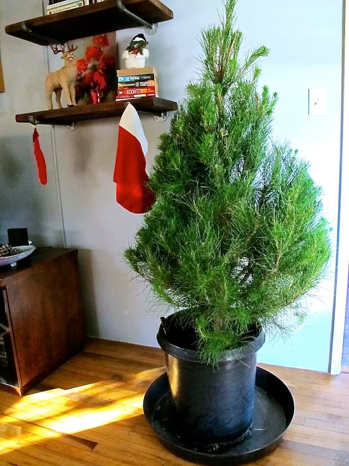 Living Christmas Trees & Decorating Ideas That Sparkle HomeJelly