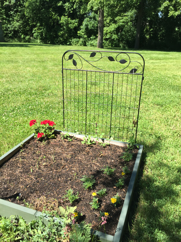 Cast iron head board makes for a charming trellis
