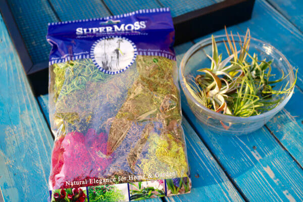 Add ornamental moss - it's just fun!