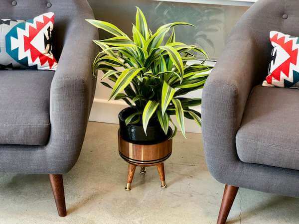 This mid-century modern planter holder and plant found its new home at Wonderful