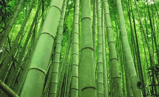 https://www.homejelly.com/wp-content/uploads/2010/02/bamboo21.jpg