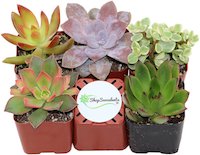 Shop Succulents Unique Succulent - set of 5