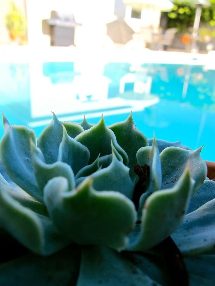 https://www.homejelly.com/wp-content/uploads/2013/12/Succulent-garden-and-pool.jpg