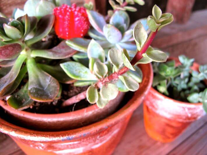 https://www.homejelly.com/wp-content/uploads/2014/08/Succulents-love-brass-pot-elegance.jpg