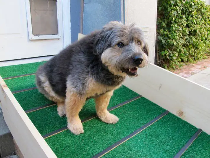 https://www.homejelly.com/wp-content/uploads/2015/05/Klunkers-doggie-ramp-Feature-photo.jpg