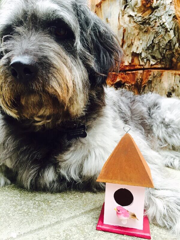 Krinkles loves his birdhouse