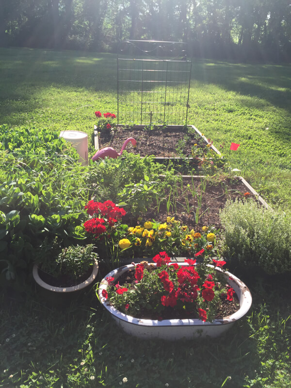 Dusk over the repurposed garden