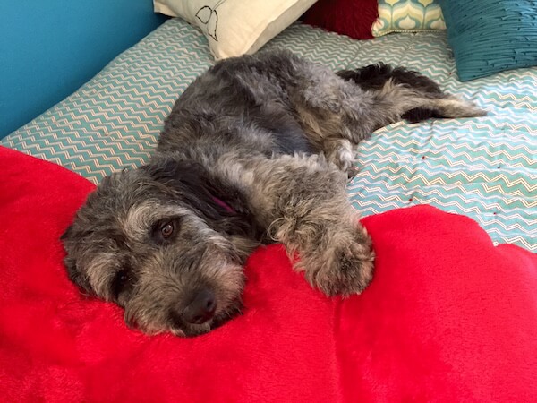 Krinkles, and his fur, on the bed