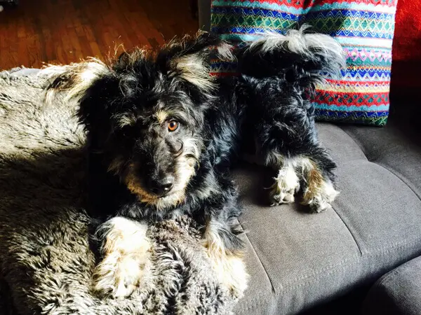 Little Bear on the sofa...li'l stinker!