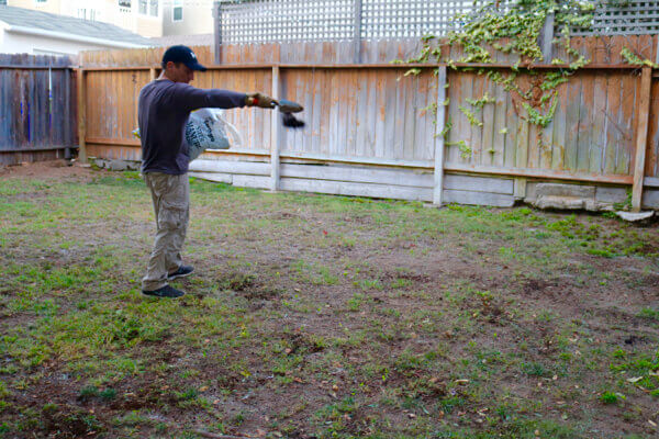 Fertilizing the lawn with so many hopeful sprouts to come