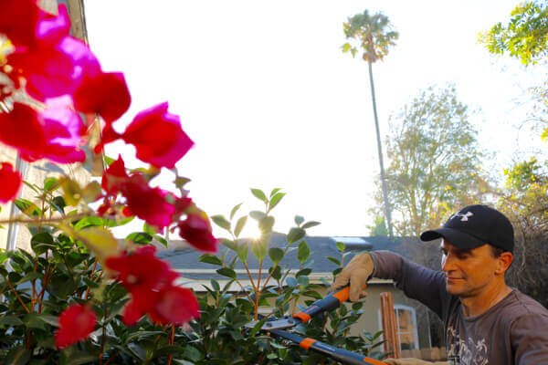 Prepping the garden and greenery for fall - feature photo