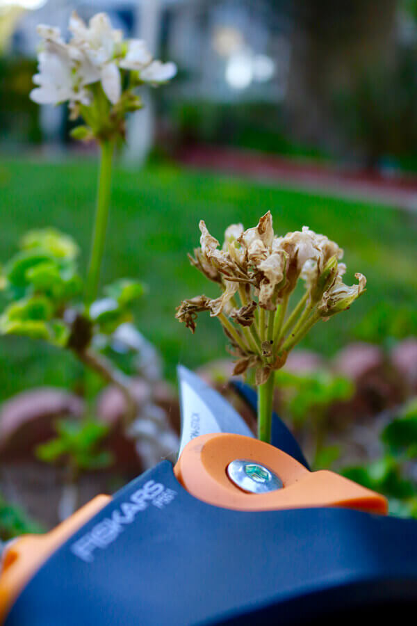 Prune and clean up dead flowers. The PowerGear2 pruner makes this task a simple one.