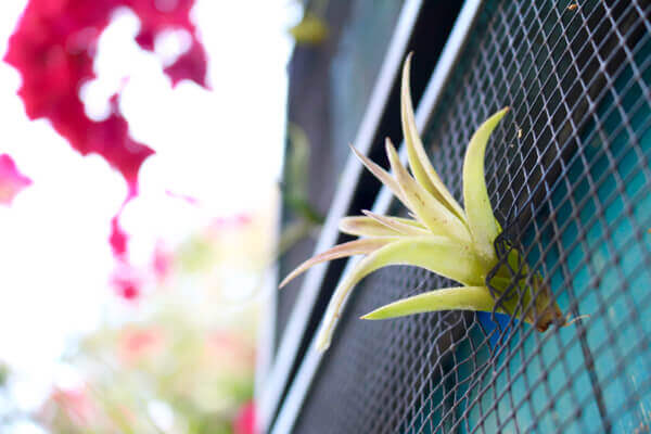 Air succulents bring nature anywhere you wish