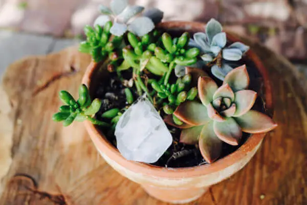 Ice cubes are great for watering succulents
