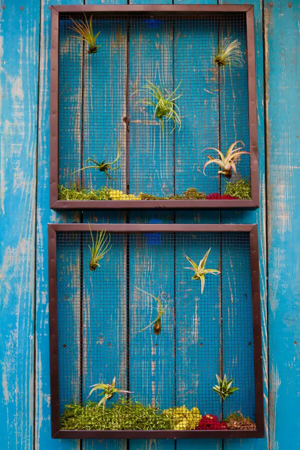 Natural, simple air succulents also add a lot of texture and interest to any wall