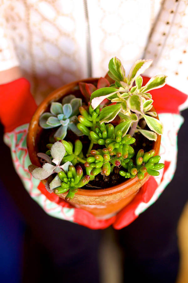 Potted succulents