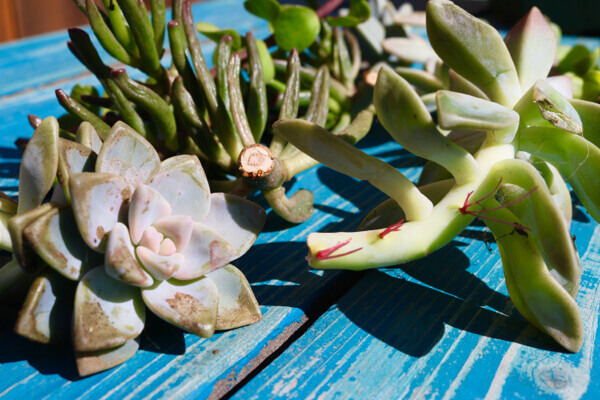 Pruned trimmings begin to callous and sprout roots