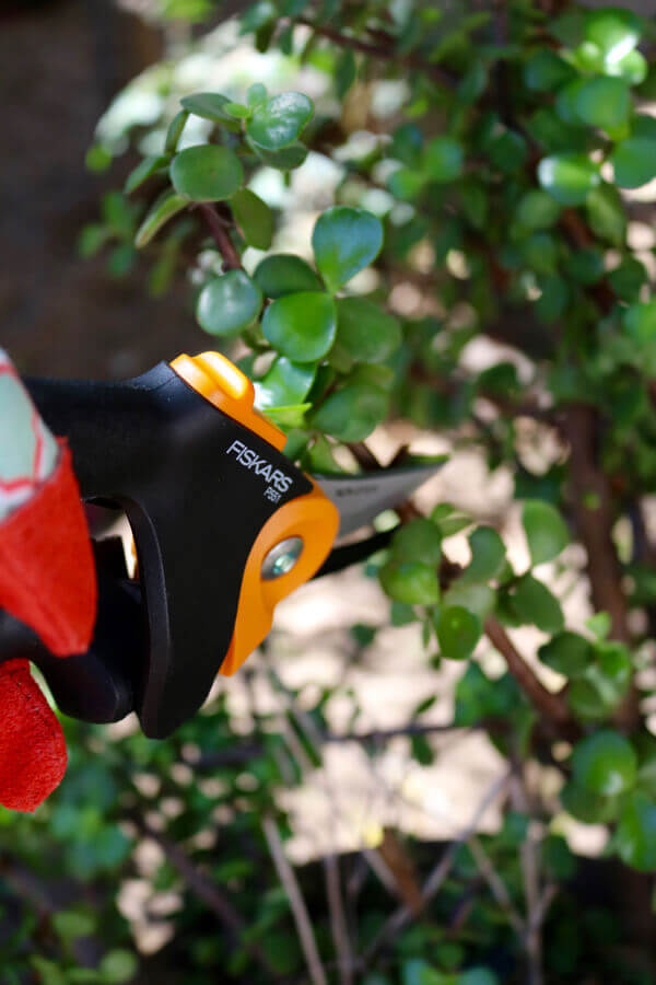 These FIskars pruning shears cut like butter