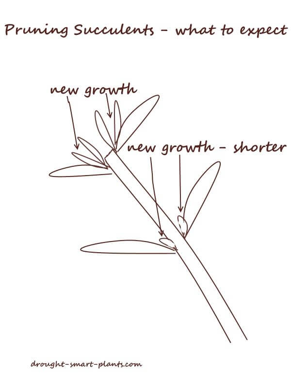 Pruning succulents - what to expect diagram