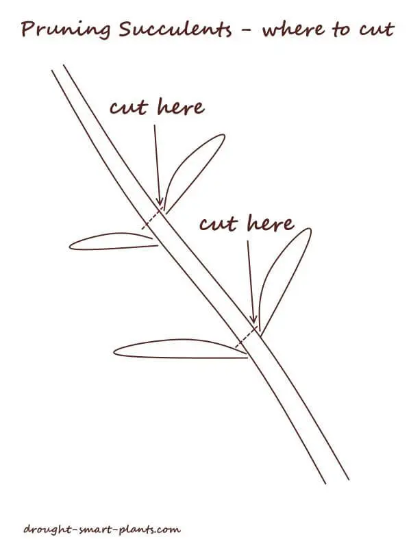 Pruning succulents - where to cut diagram