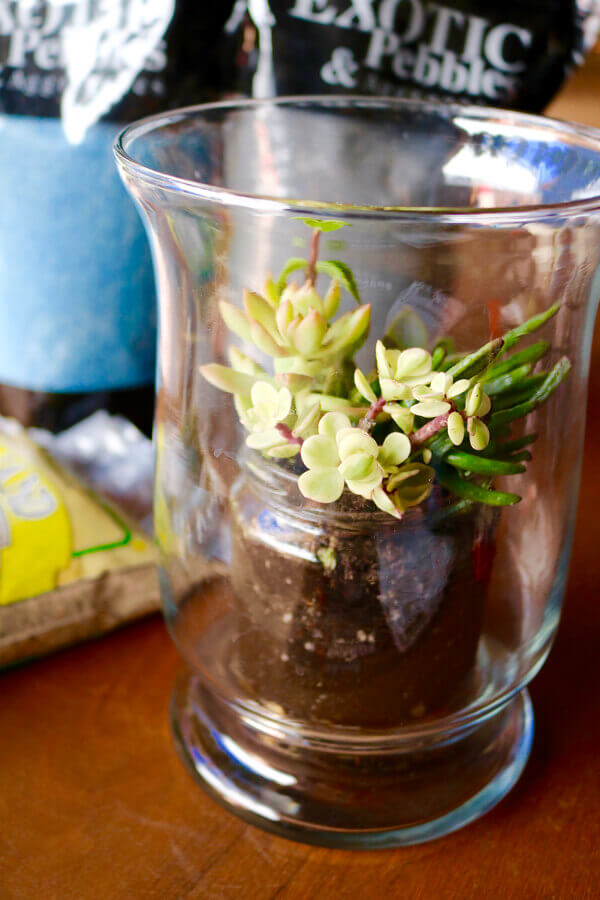 place-your-glass-filled-succulents-inside-big-vesse