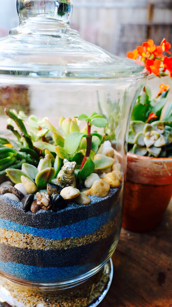 Sand succulent terrariums add quirky natural interest 