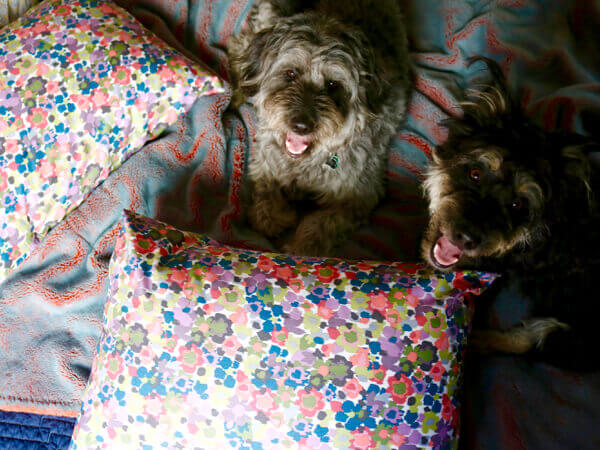 Krinkles 'n Bear-Bear love their new pillows