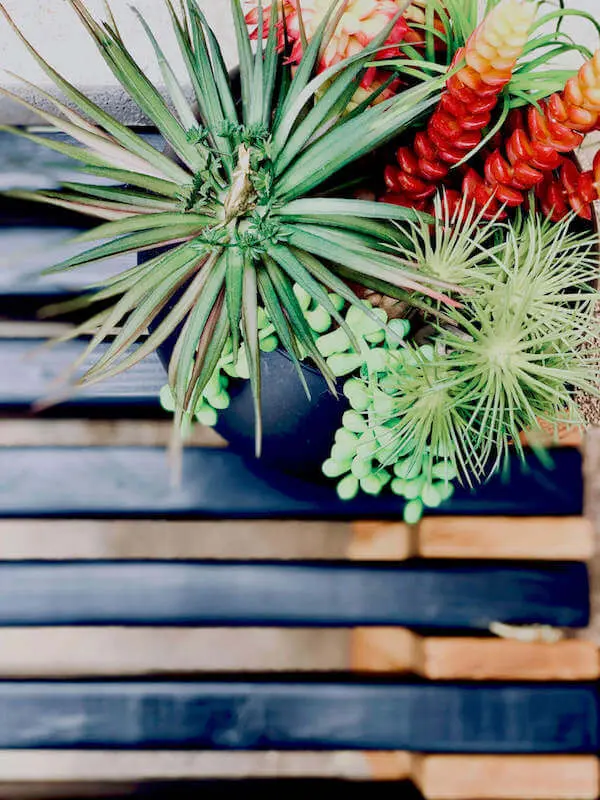 A succulent view..."Looking good, slatted bench!"